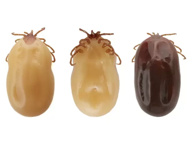 Ticks (superfamily Ixodoidea)
