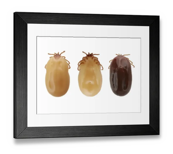 Framed Print : Ticks (superfamily Ixodoidea) Framed Print : Ticks (superfamily Ixodoidea)