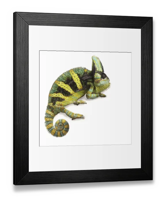 Framed Print : Veiled chameleon
