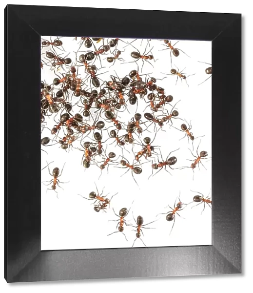 Wood ants (Formica sp.)