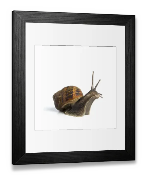 Framed Print : Garden snail Framed Print : Garden snail