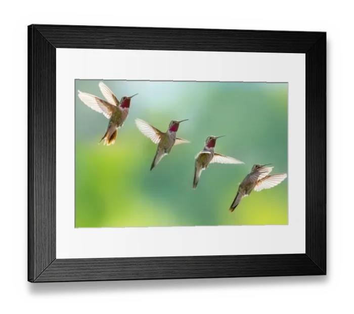 Framed Print : Broad-tailed hummingbird in flight, in sequence Framed Print : Broad-tailed hummingbird in flight, in sequence
