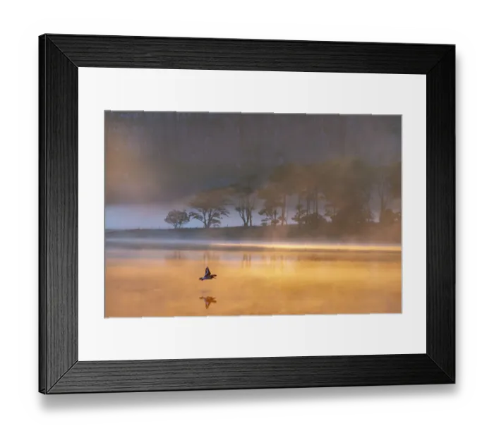 Framed Print : Malham Tarn sunrise with an Oystercatcher. Yorkshire Dales. UK Framed Print : Malham Tarn sunrise with an Oystercatcher. Yorkshire Dales. UK