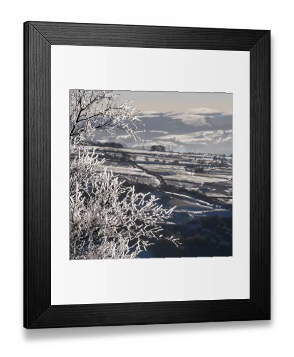 Framed Print : Frozen tree from freezing rain. Peak District National park. UK Framed Print : Frozen tree from freezing rain. Peak District National park. UK