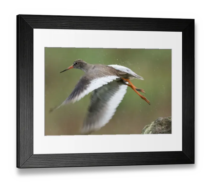Framed Print : Redshank Wild bird takes off in heavy rain Framed Print : Redshank Wild bird takes off in heavy rain