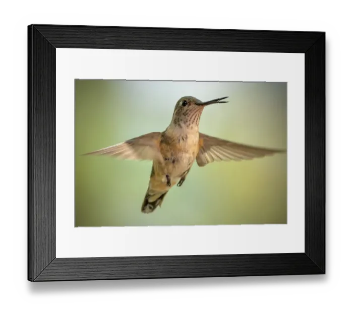 Framed Print : Female broad-tailed hummingbird Framed Print : Female broad-tailed hummingbird