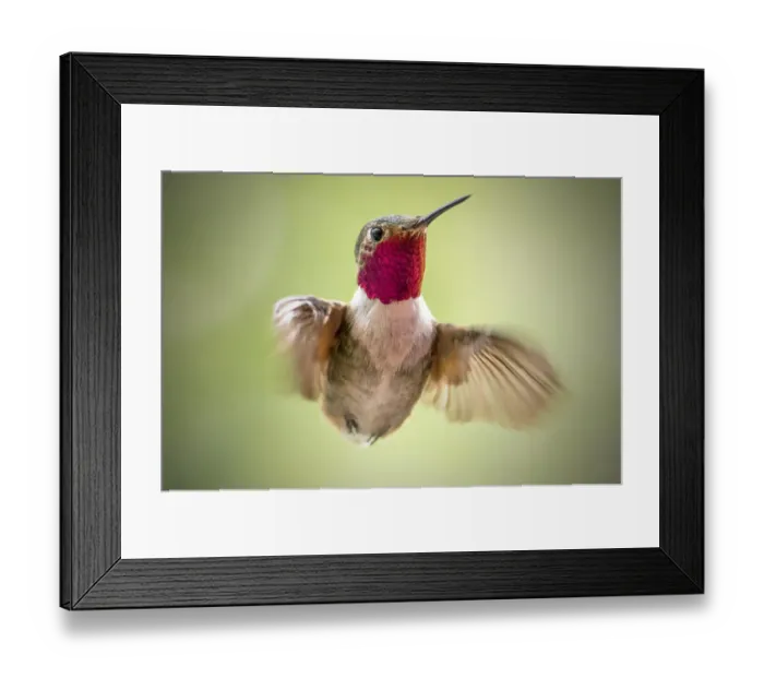 Framed Print : broad-tailed hummingbird