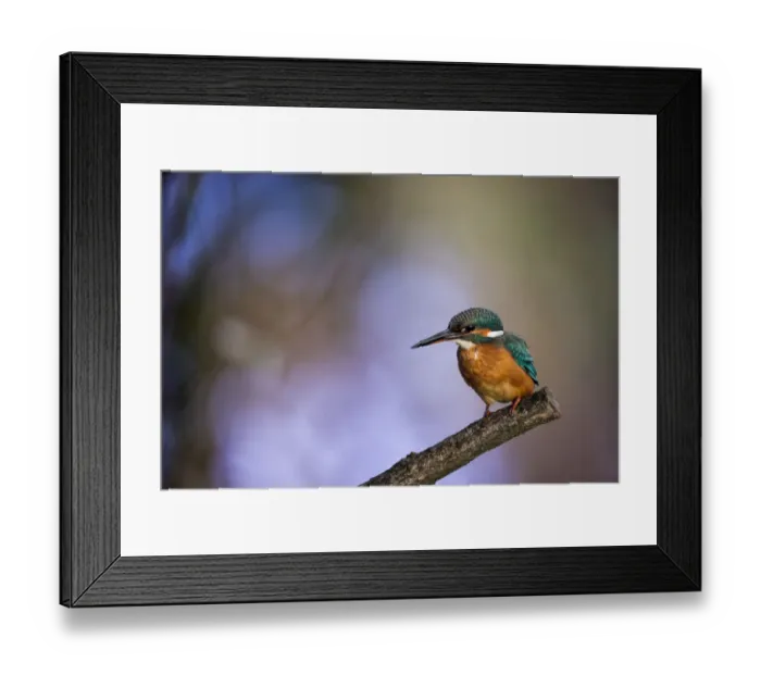 Framed Print : A stunning Kingfisher with a colorful out of focus woodland background. English Peak District. UK