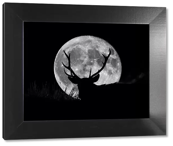 Wild Stag silhouetted with a full moon. English Peak District