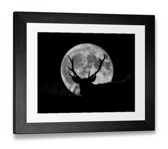 Framed Print : Wild Stag silhouetted with a full moon. English Peak District Framed Print : Wild Stag silhouetted with a full moon. English Peak District