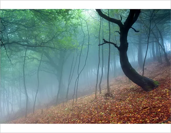 Trees in the mist. English Peak District. UK. Europe