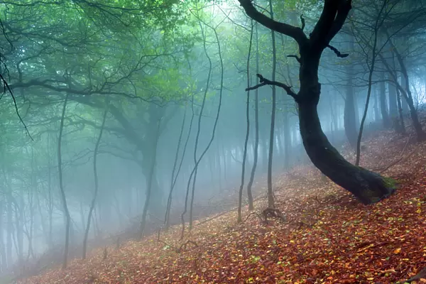 Trees in the mist. English Peak District. UK. Europe