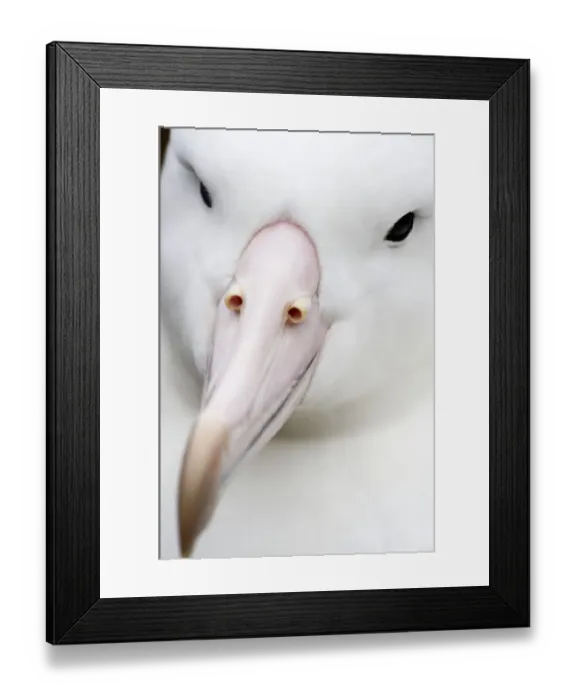 Framed Print : Southern Royal Albatross (Diomedea epomophora) Framed Print : Southern Royal Albatross (Diomedea epomophora)