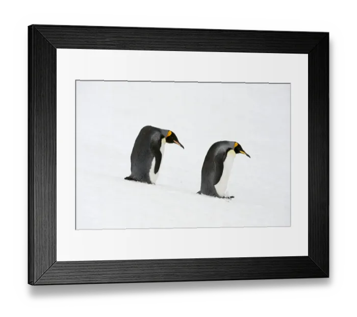 Framed Print : King Penguins (Aptenodytes patagonicus) Framed Print : King Penguins (Aptenodytes patagonicus)