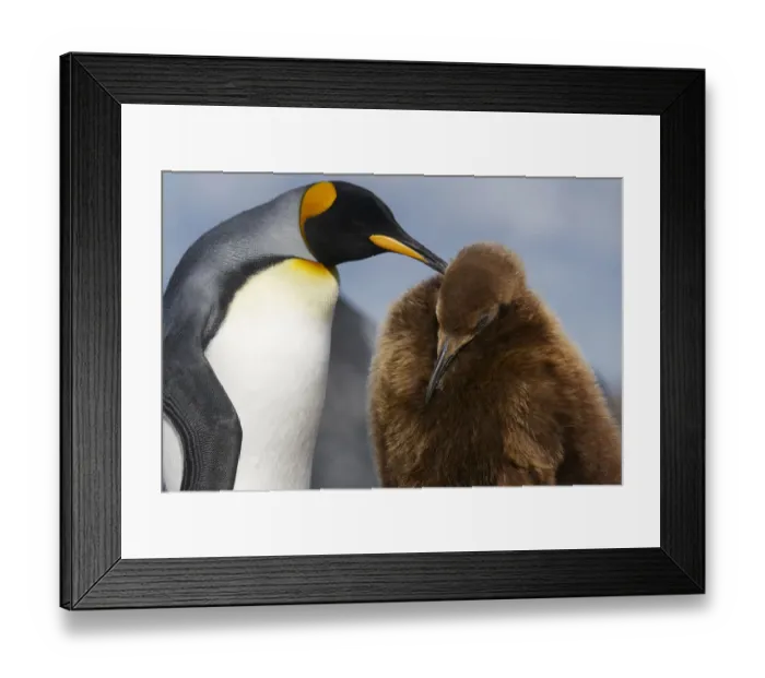 Framed Print : King Penguins (Aptenodytes patagonicus) Framed Print : King Penguins (Aptenodytes patagonicus)