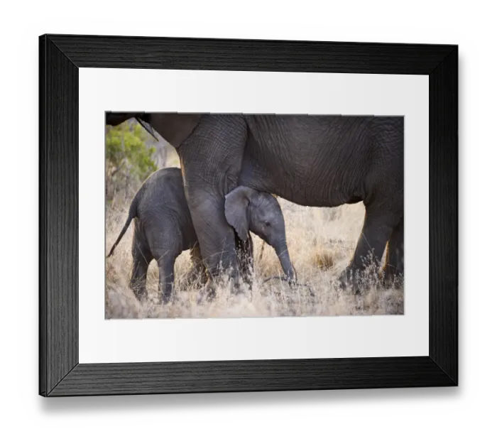 Framed Print : African Elephant (Loxodonta africana) Framed Print : African Elephant (Loxodonta africana)