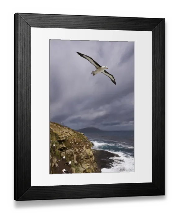 Framed Print : Black-browed Albatross (Thalassarche melanophrys) Framed Print : Black-browed Albatross (Thalassarche melanophrys)