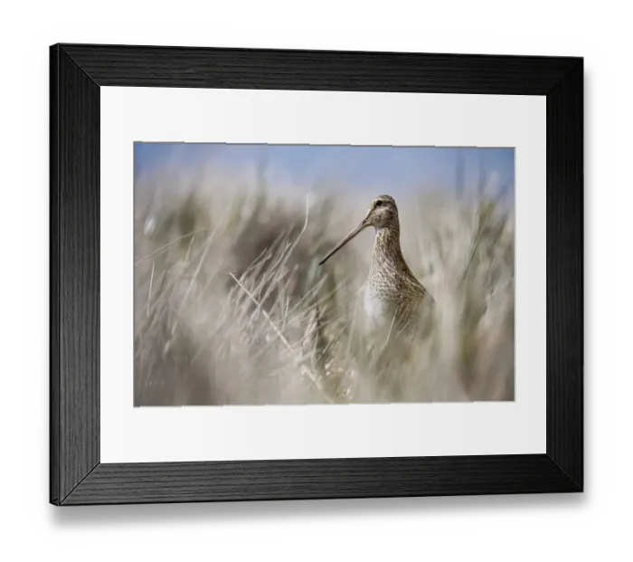 Framed Print : Magellan Snipe (Gallinago paraguaiae) Framed Print : Magellan Snipe (Gallinago paraguaiae)