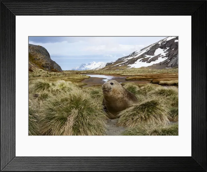 Framed Print : Southern Elephant Seal (Mirounga leonina) Framed Print : Southern Elephant Seal (Mirounga leonina)