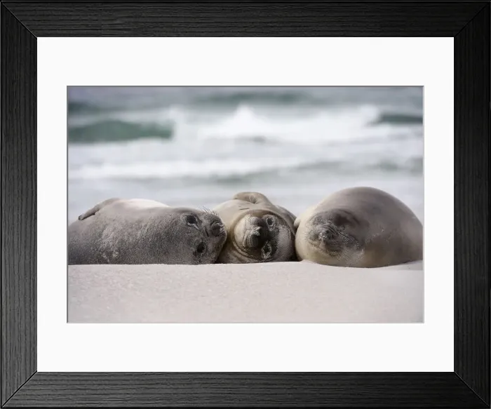 Framed Print : Southern Elephant Seals (Mirounga leonina) Framed Print : Southern Elephant Seals (Mirounga leonina)