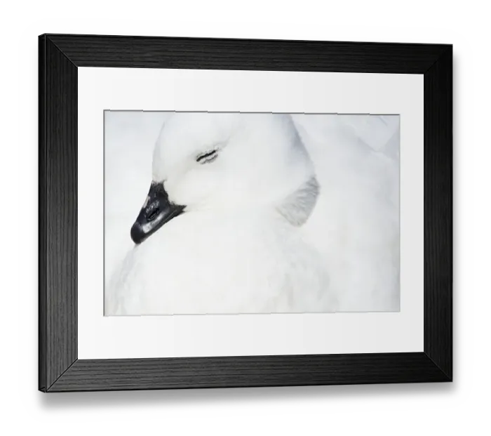 Framed Print : Kelp Goose (Chloephaga hybrida) Framed Print : Kelp Goose (Chloephaga hybrida)