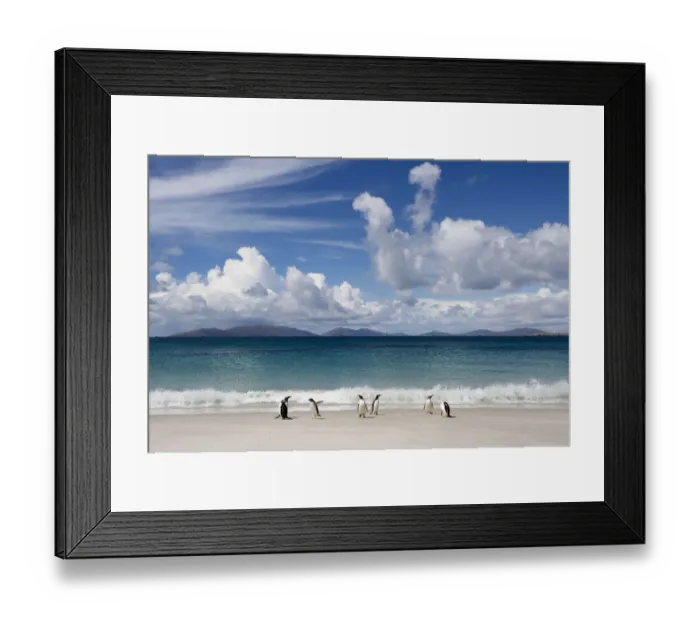 Framed Print : Gentoo Penguin (Pygoscelis papua) Framed Print : Gentoo Penguin (Pygoscelis papua)