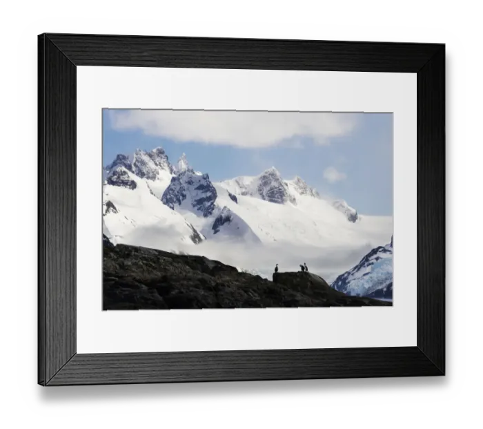 Framed Print : South Georgia Shag (Phalacrocorax georgianus) Framed Print : South Georgia Shag (Phalacrocorax georgianus)