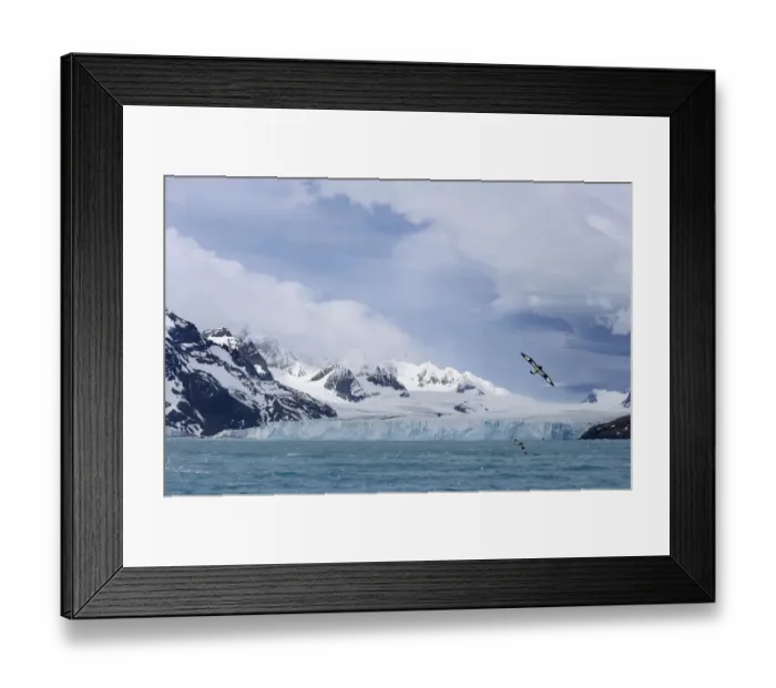 Framed Print : South Georgia glacier Framed Print : South Georgia glacier