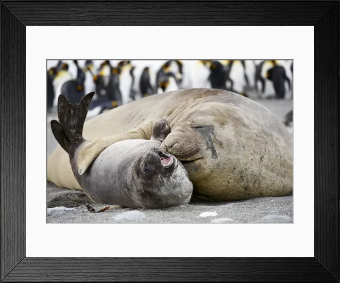 Framed Print : Southern Elephant Seals (Mirounga leonina) Framed Print : Southern Elephant Seals (Mirounga leonina)