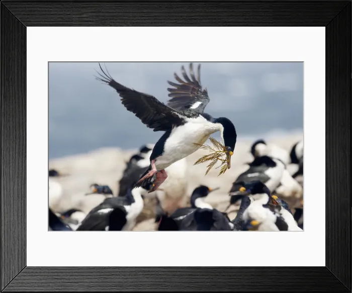 Framed Print : Imperial Shag (Leucocarbo atriceps)