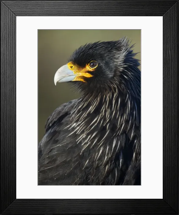 Framed Print : Striated Caracara (Phalcoboenus australis) Framed Print : Striated Caracara (Phalcoboenus australis)