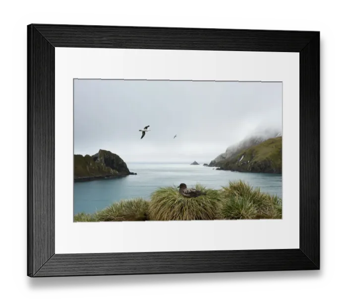 Framed Print : Elsehul Cove Framed Print : Elsehul Cove
