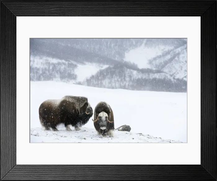 Framed Print : Muskoxen (Ovibos moschatus) Framed Print : Muskoxen (Ovibos moschatus)