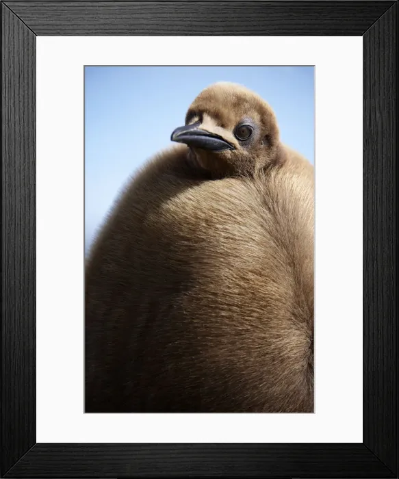 Framed Print : King Penguin (Aptenodytes patagonicus) Framed Print : King Penguin (Aptenodytes patagonicus)