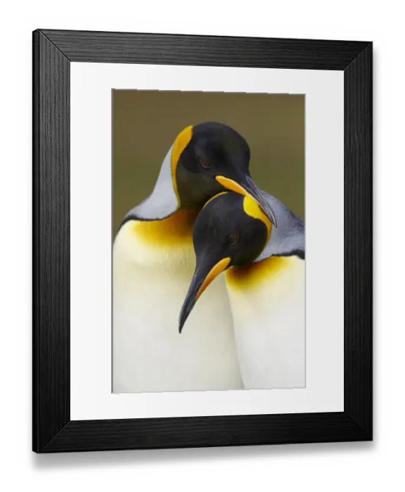 Framed Print : King Penguins (Aptenodytes patagonicus) Framed Print : King Penguins (Aptenodytes patagonicus)