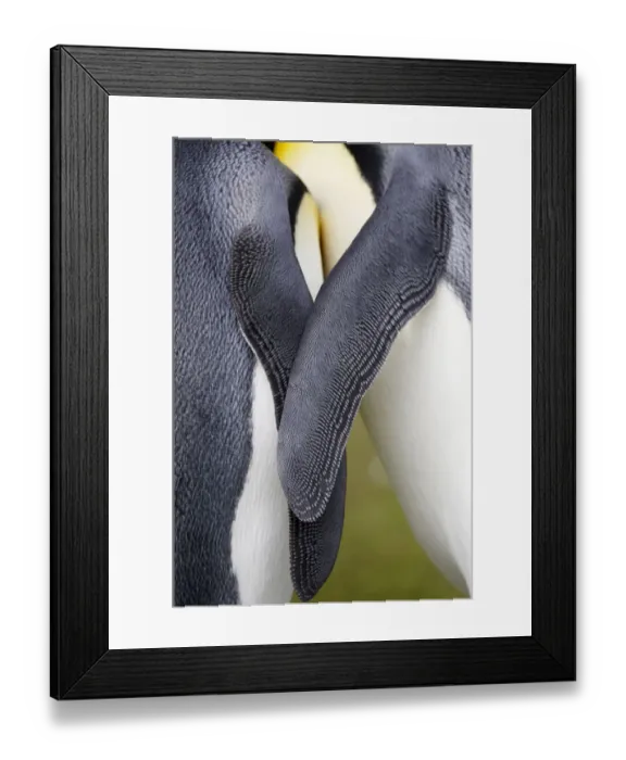 Framed Print : King Penguins (Aptenodytes patagonicus) Framed Print : King Penguins (Aptenodytes patagonicus)