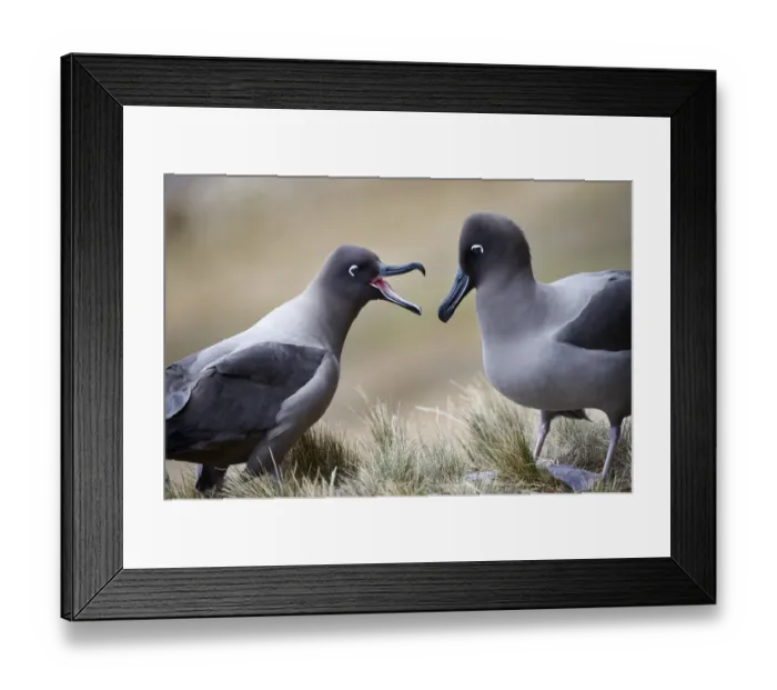 Framed Print : Light-mantled Albatross (Phoebetria palpebrata) Framed Print : Light-mantled Albatross (Phoebetria palpebrata)
