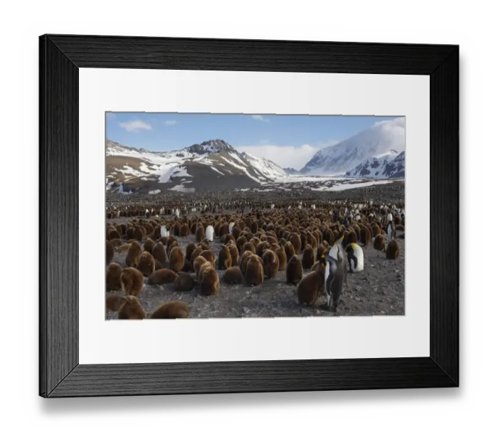 Framed Print : King Penguins (Aptenodytes patagonicus) Framed Print : King Penguins (Aptenodytes patagonicus)