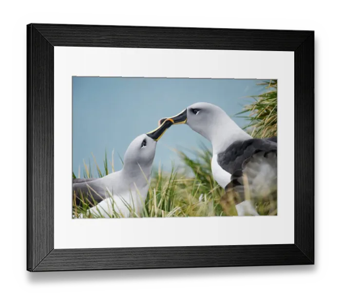 Framed Print : Grey-headed Albatross (Thalassarche chrysostoma) Framed Print : Grey-headed Albatross (Thalassarche chrysostoma)