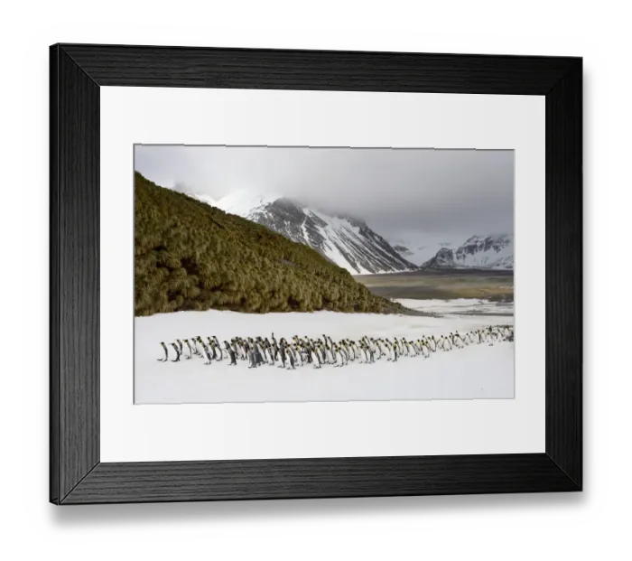 Framed Print : King Penguins (Aptenodytes patagonicus) Framed Print : King Penguins (Aptenodytes patagonicus)