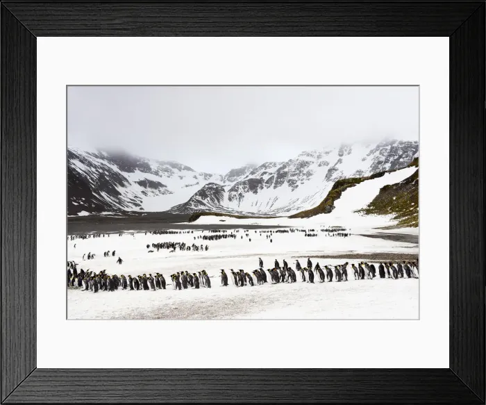 Framed Print : King Penguins (Aptenodytes patagonicus) Framed Print : King Penguins (Aptenodytes patagonicus)