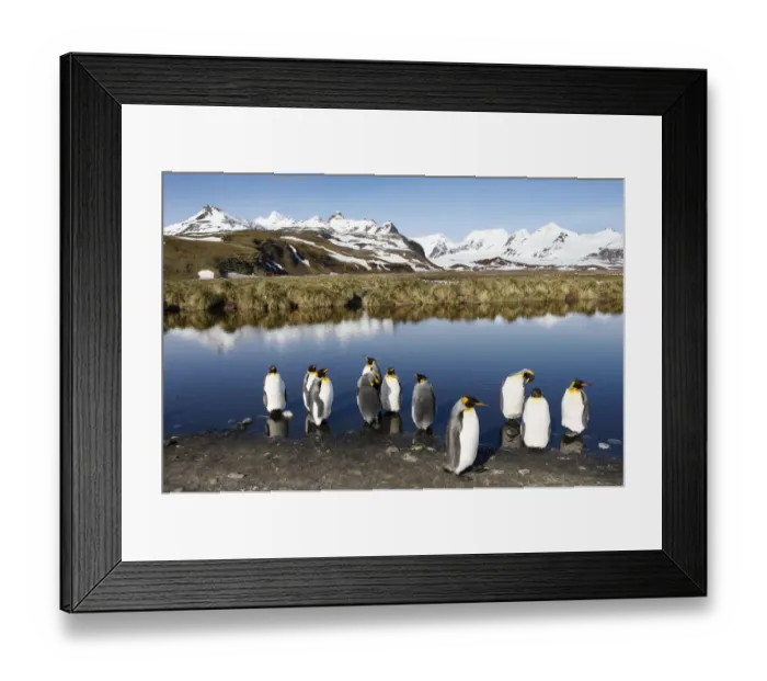 Framed Print : King Penguins (Aptenodytes patagonicus)