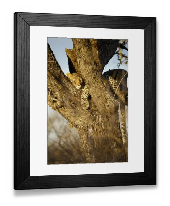 Framed Print : Leopard (Panthera pardus) Framed Print : Leopard (Panthera pardus)