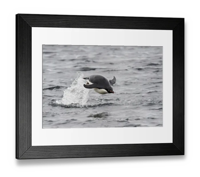 Framed Print : AdA lie Penguin (Pygoscelis adeliae)
