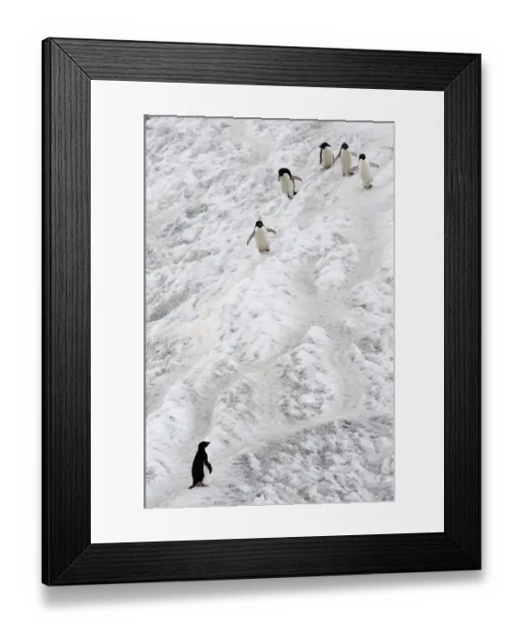 Framed Print : AdA lie Penguin (Pygoscelis adeliae) Framed Print : AdA lie Penguin (Pygoscelis adeliae)