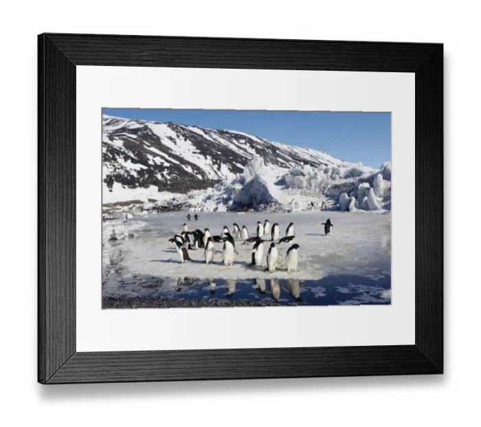 Framed Print : AdA lie Penguins (Pygoscelis adeliae) Framed Print : AdA lie Penguins (Pygoscelis adeliae)