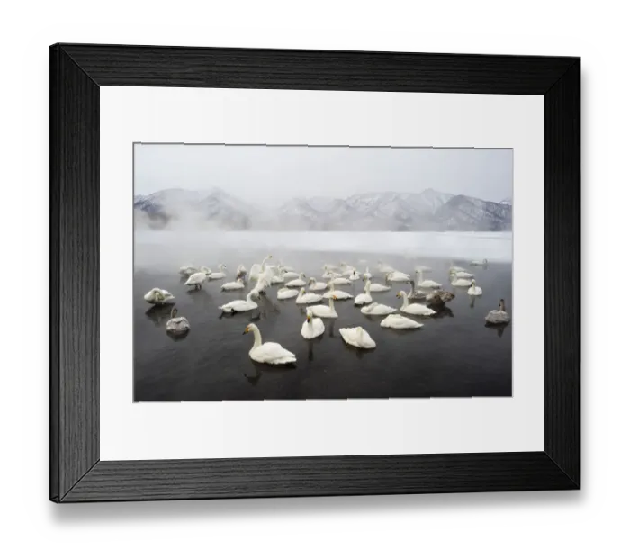Framed Print : Whooper Swans (Cygnus cygnus) Framed Print : Whooper Swans (Cygnus cygnus)
