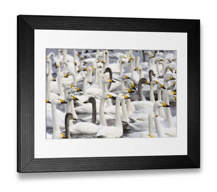 Framed Print : Whooper Swans (Cygnus cygnus) Framed Print : Whooper Swans (Cygnus cygnus)