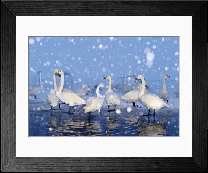 Framed Print : Whooper Swans (Cygnus cygnus) Framed Print : Whooper Swans (Cygnus cygnus)