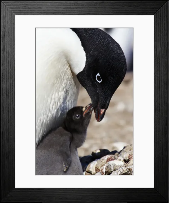Framed Print : AdA lie Penguins (Pygoscelis adeliae) Framed Print : AdA lie Penguins (Pygoscelis adeliae)